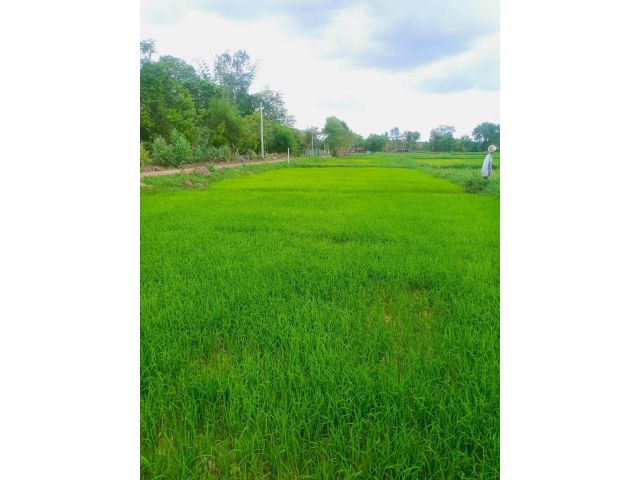 ขายที่ดินสวยๆ ราคาไร่ละ 700,000 บาท