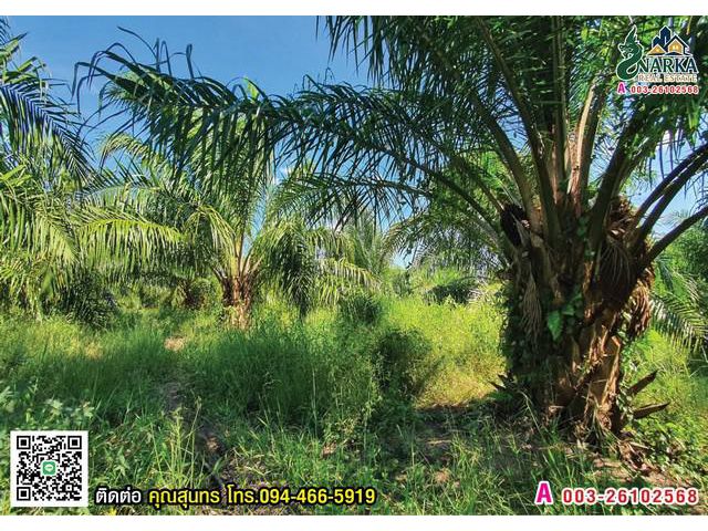 ขายสวนปาล์มให้ผลผลิตแล้ว ซื้อปุ๊บเก็บเกี่ยวได้ทันที