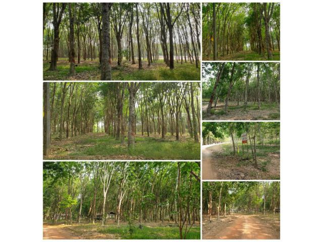 ขายสวนยาง 38-2-30 ไร่ ต.ชุมแสง อ.วังจันทร์ จ.ระยอง มีรายได้ตลอด