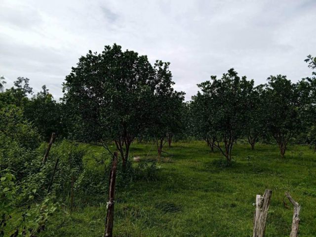 ที่ดิน อำเภอ เถิน จังหวัด ลำปาง 35 ไร่ติดถนนสายเอเชียและแม่น้ำวังพัฒนา