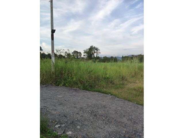 ขออนุญาตขายที่ดิน 2 ไร่ 2 งาน 50 ตรว.อยู่ในเขตชุมชน เข้าออกสะดวกมีเพื่อนบ้านไม่เปลี่ยวครับ