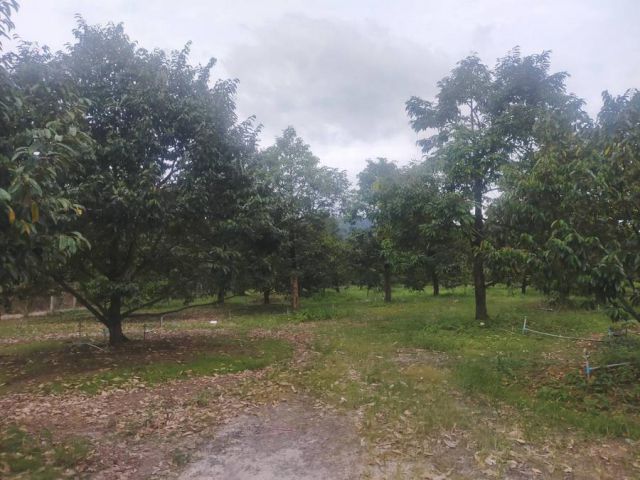 เสนอขายที่ดินสวนทุเรียนเต็มแปลง ทำเลดี ใกล้ถนนสุขุมวิท เนื้อที่ 5 ไร่ 54 ตารางวา ตำบลเกวียนหัก อำเภอขลุง จังหวัดจันทบุรี