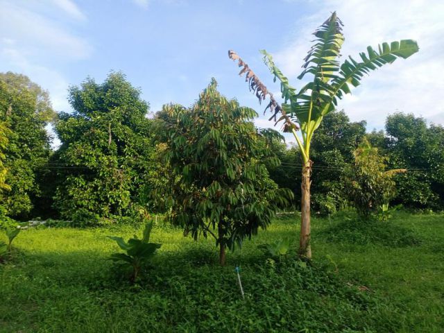 เสนอขายที่ดินสวนผลไม้ มังคุดต้นใหญ่ เงาะต้นใหญ่ แซมทุเรียน ติดถนนคอนกรีต&คลองธรรมชาติ เนื้อที่ 4 ไร่ 3 งาน ตำบลชากไทย อำเภอเขาคิชฌกูฎ จังหวัดจันทบุรี