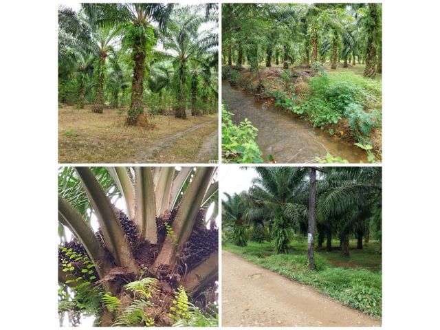 ขายสวนปาล์มติดคลองสร้างบ้านได้