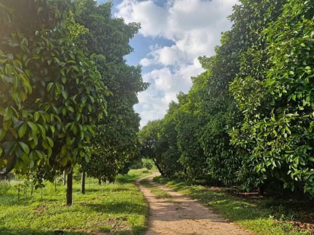 ขายสวนทุเรียนอายุ4ปีเนื้อที่3ไร่2งานต.บ้านแลงจ.ระยองขายยกแปลงราคา6.000.000