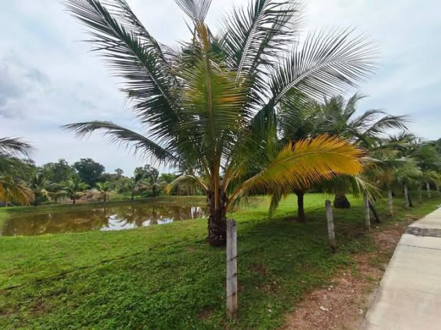 ขายที่ดินเปล่าสวนมะพร้าวติดถนนคอนกรีตไกล้ทะเลหาดแม่รำพึงจ.ระยองเนื้อที่390ตรว.