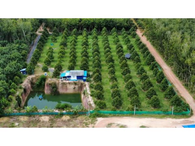 ขายสวนทุเรียนอายุ4ปีเนื้อที่8ไร่กว่าๆต.บ้านแลงจ.ระยอง