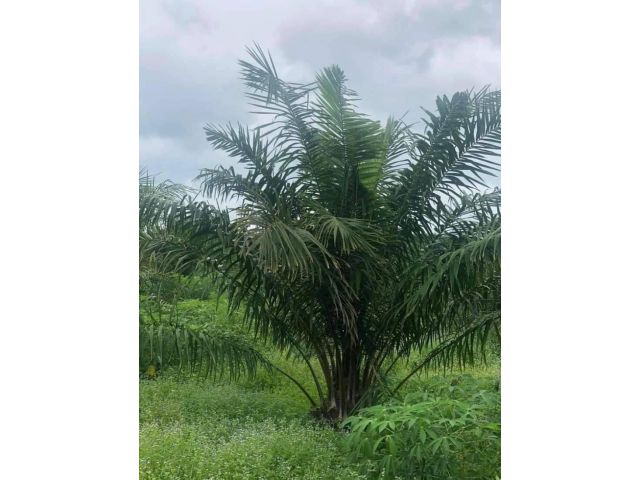 L915 ขายที่ดินสวนยางพารากับสวนปาล์ม 25 ไร่ บ้านกรวด บุรีรัมย์