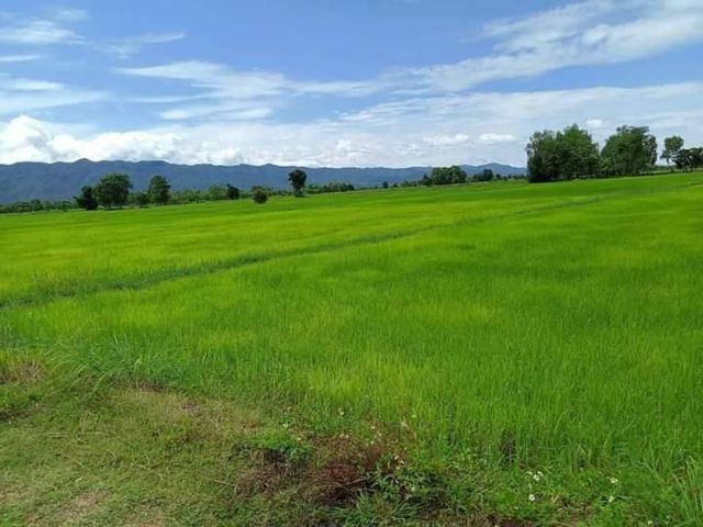 L916 ขายที่ดินวิวภูเขา สด/ผ่อน 13 ไร่ ดอกคำใต้ พะเยา