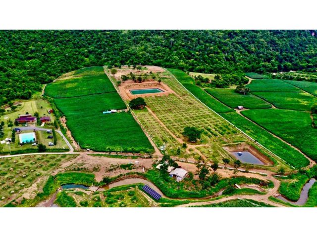 ขายที่ดินสวนทุเรียนหมอนทอง จ. กาญจนบุรี 61 ไร่ ถนนถึง น้ำ ไฟฟ้าครบ