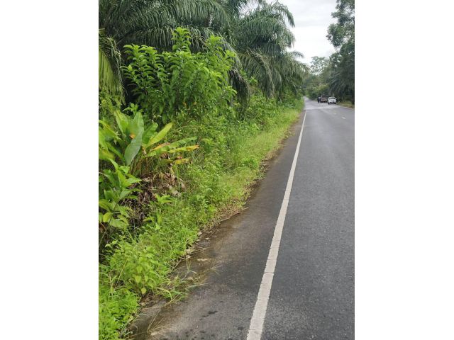 ขายสวนปาล์ม 48 ไร่ หน้าติดถนนลาดยาง หลังติดลำธาร