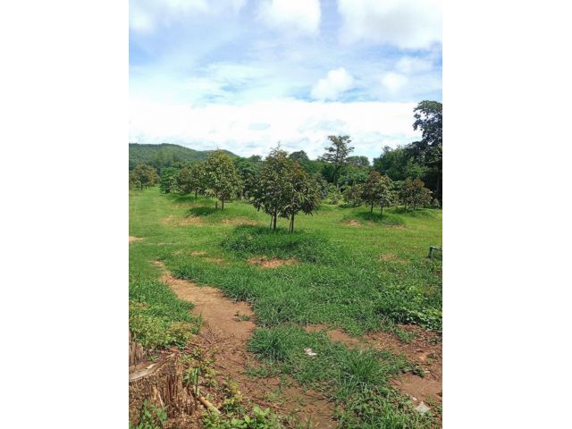 ขายที่ดินสวนทุเรียนหมอนทอง จ. กาญจนบุรี 59 ไร่