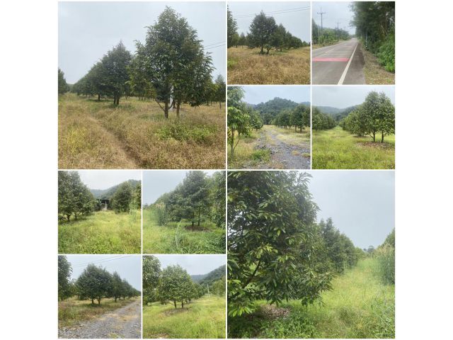 สวนทุเรียน6ปี 36 ไร่ ที่สวย/ติดถนนหลัก️