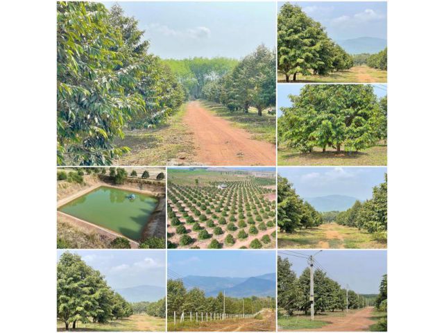 สวนทุเรียน 37ไร่ 2งาน สวยสวย วิวเขา