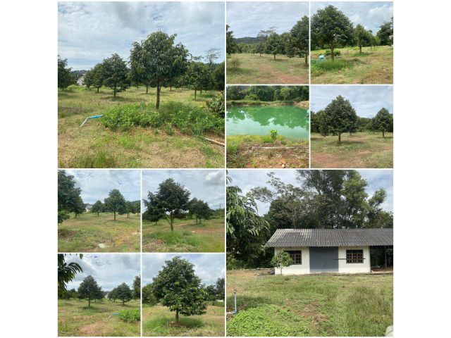 สวนทุเรียนเกือบ 5 ไร่ ใกล้ชายหาด️