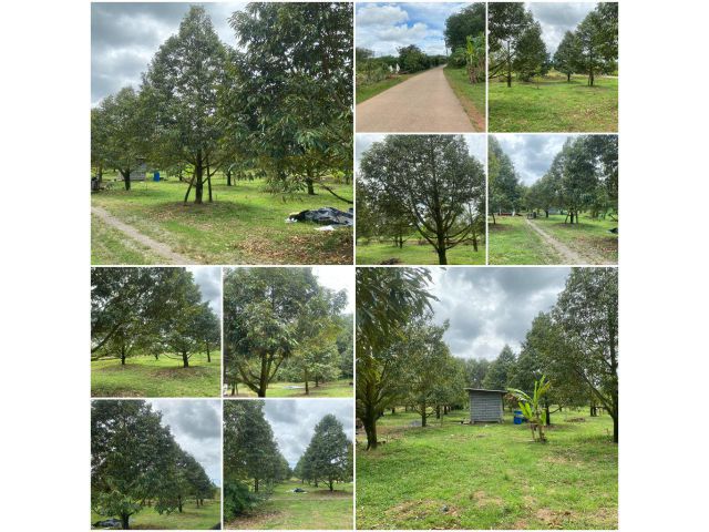 สวนทุเรียน8ปี 3 ไร่ ต้นสวยคุ้ม️