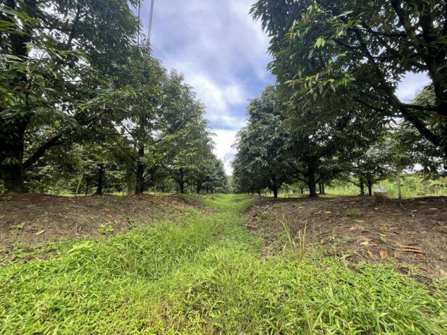 เสนอขายที่ดินสวนทุเรียนอายุ 6 ปี ให้ผลผลิตแล้ว ติดคลอง เนื้อที่ 17 ไร่กว่าๆ ใกล้พระพุทธบาทเขาคิชฌกูฏวัดพลวง อำเภอเขาคิช