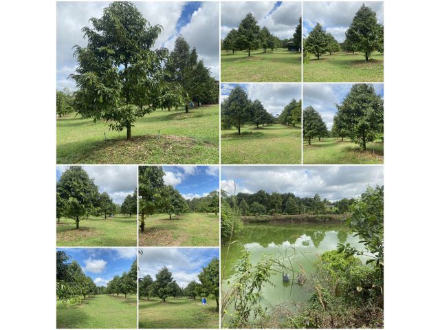 สวนทุเรียนโฉนด 8 ไร่ เก็นผลได้แล้ว️