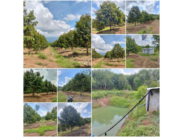 สวนทุเรียนสวยโฉนด 8ไร่️