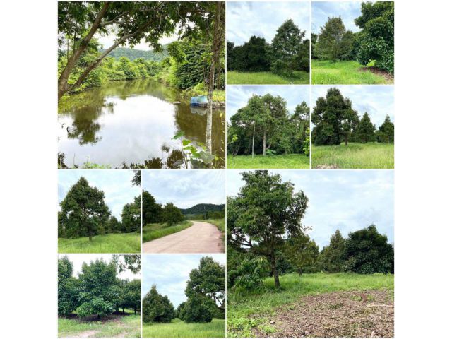 สวนผลไม้โฉนด 41ไร่ วิวเขาสวย️