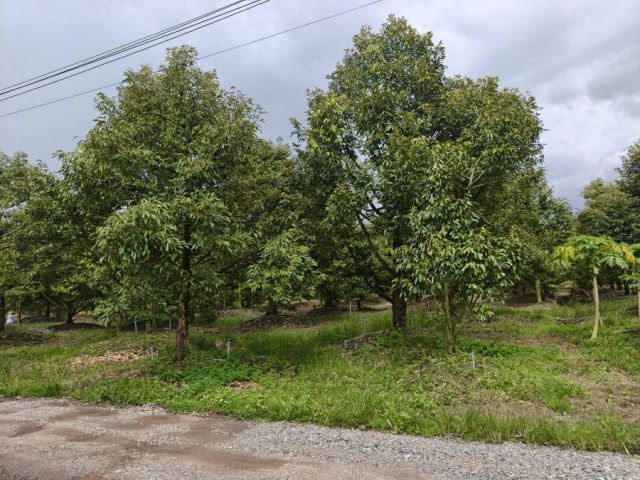 เสนอขายที่ดินสวนทุเรียนให้ผลผลิตแล้ว ติดถนนลาดยาง เนื้อที่ 23 ไร่ ใกล้ตลาดเทศบาลท่าใหม่ อำเภอท่าใหม่ จังหวัดจันทบุรี