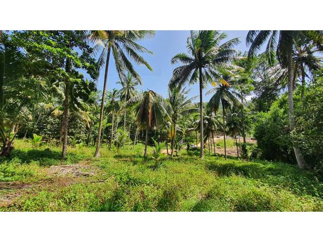 ขายที่ดินเกาะสมุย (หน้าเมือง) สุราษฎร์ธานี