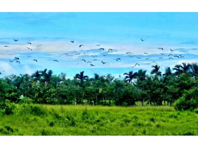 ขายที่ดิน ทำเลบ้านจัดสรร บ้านสวน ใกล้ 4 เลน อากาศดี ธรรมชาติ