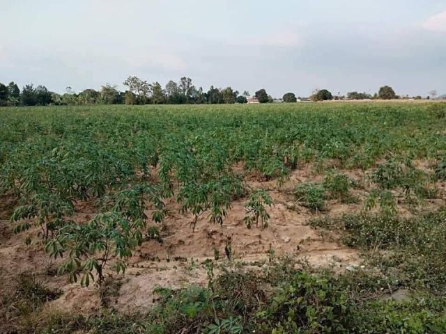 L921 ขายที่ดินสวยทำเลดี 8 ไร่ บางละมุง ชลบุรี