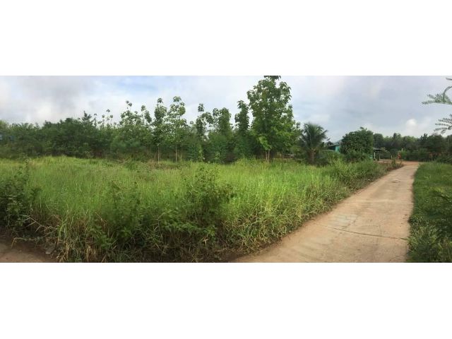 L928 ขายที่ดินสวนป่าสัก 4 ไร่ หล่มสัก เพชรบูรณ์