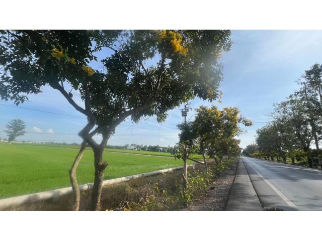 R068-011ขายที่ดิน 43-2-98 ไร่ ติดถนนประชาสำราญ ผังเมืองสีเขียวใกล้ร้านศรีทองดีค้าวัสดุก่อสร้าง