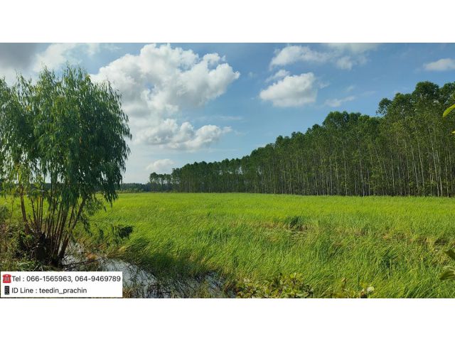 ขายที่เขตเมืองปราจีน ราคาไร่ละ 200,000 บาท ที่ดินติดคลอง