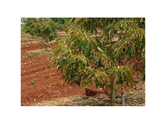 ขายที่สวนทุเรียนหมอนทอง ภูเขาไฟ