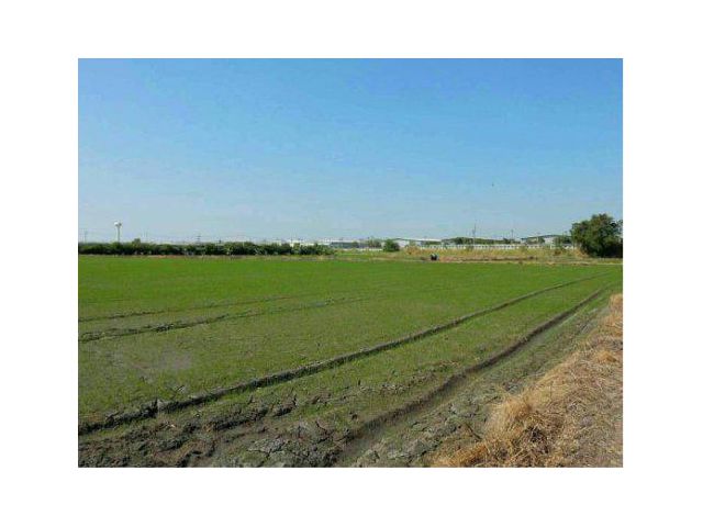 ขายที่ดิน 13 ไร่ ติดนิคมอุตสาหกรรมโรจนะ ผังสีม่วง ต.อุทัย อ.อุทัย จ.พระนครศรีอยุธยา