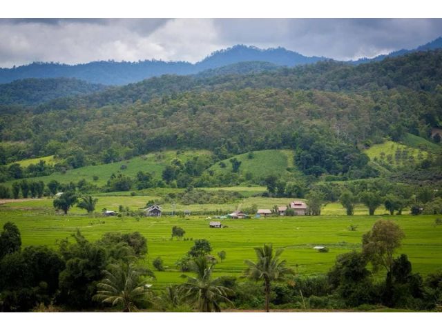 L494-ขายที่ดินเปล่าวิวทุ่งนา 212-0-95 ไร่ (ต.ทุ่งข้าวพวง อ.เชียงดาว จ.เชียงใหม่)