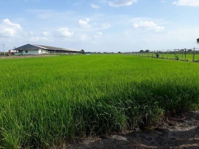 ขายที่ดิน 6 ไร่ ติดคลองพระพิมล ต.บางเลน อ.บางเลน จ.นครปฐม