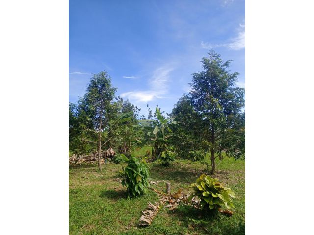 เสนอขายที่ดินพร้อมสวนทุเรียน และร้านค้าให้เช่า อยู่ใกล้โรงแรมจันท์ธานี ทำเลใจกลางเมืองจันทบุรี เนื้อที่ 2 ไร่ 2 งาน 78 ต