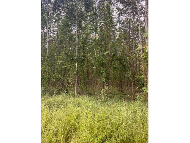 L948 ขายที่ดิน 41 ไร่ หน้ากว้าง 265 เมตร พนัสนิคม ชลบุรี