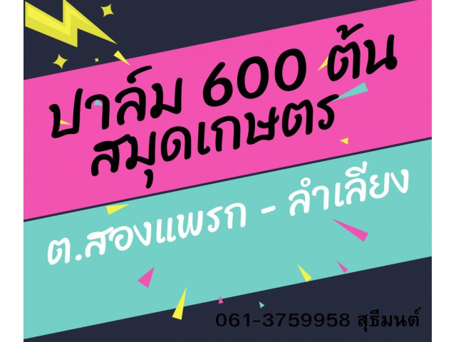 สวนปาล์ม 5 ปี 600ต้นเต็มพื้นที่ สมุดเขียว ขายทิ้ง ขายด่วน 061-3759958 สุธีมนต์