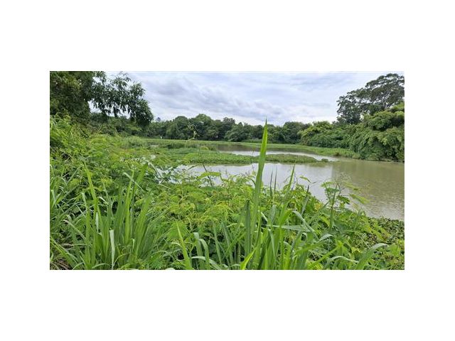 สวนผลไม้ติดคลอง