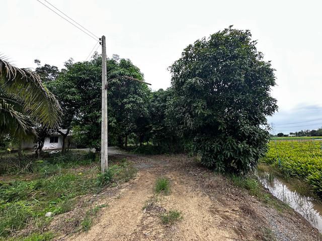 ขายที่สวนผลไม้ นครปฐม  11 ไร่ ใกล้มหาลัยเกษตรกำแพงแสน ขายด่วน ขายถูก