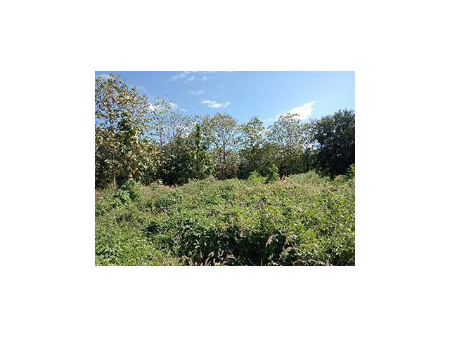 ที่ดินใกล้ราชภัฎเลย 1 งาน 69 ตรว โฉนด 550000 เหมาะกับบ้านพัก มีเพื่อนบ้าน ไฟฟ้าผ่าน