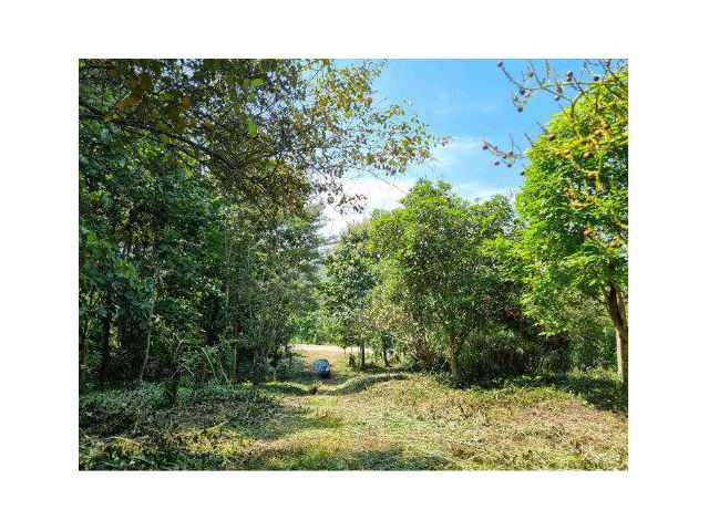 ขายที่ดิน 4 ไร่ ต.น้ำหมาน อ.เมือง จ.เลย