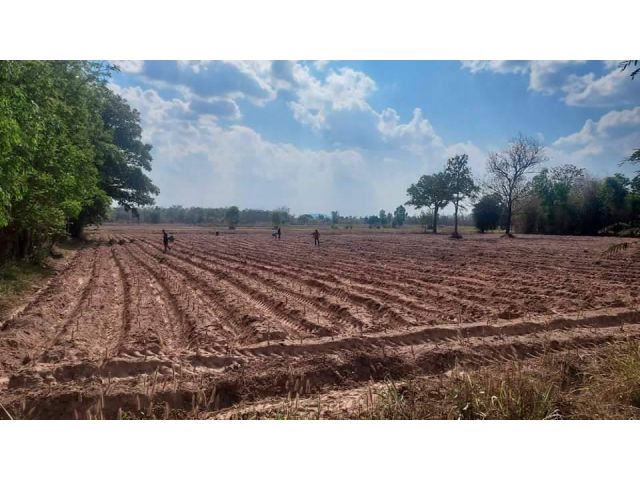 L965 ขายที่ดินใกล้โรงพยาบาลนากลาง 45 ไร่ หนองบัวลำภู