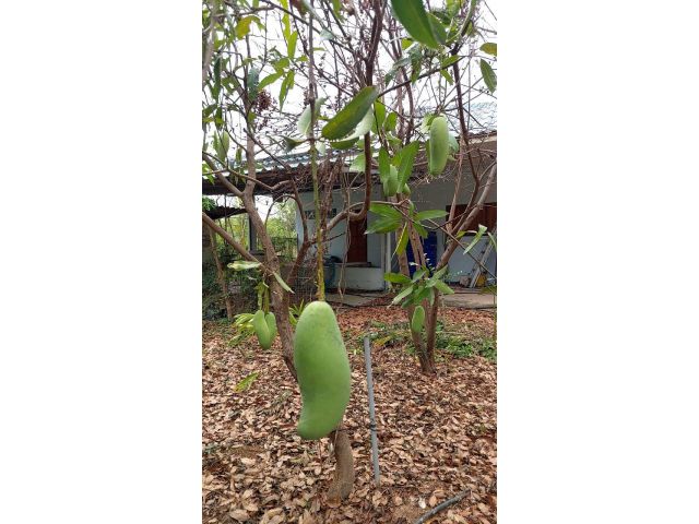 ขายสวนมะพร้าวกะทิ 6ไร่ พร้อมบ้าน