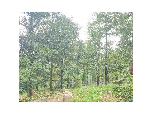 สวนทุเรียนใหญ่ 38ไร่