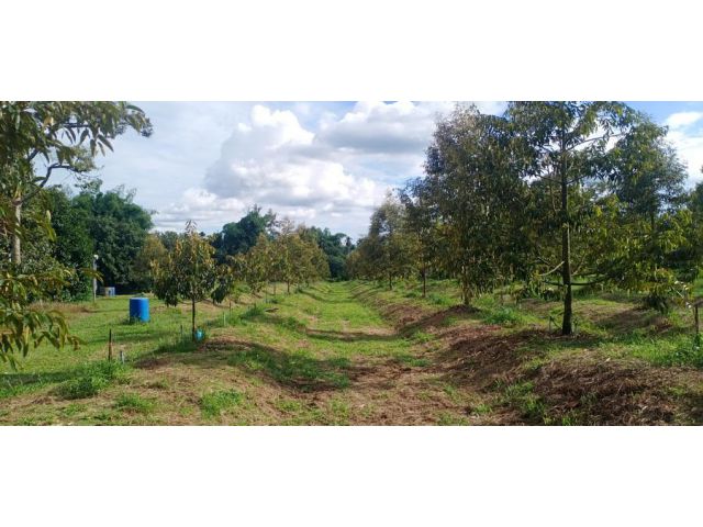 เสนอขายสวนทุเรียนและมังคุด ติดคลอง ใกล้ 7-11 & Lotus Express เนื้อที่ 4 ไร่ ตำบลตะเคียนทอง อำเภอเขาคิชฌกูฎ จังหวัดจันทบุ