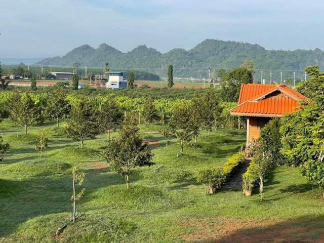 ขายบ้านไม้สัก พร้อมสวนทุเรียนเก็บผลผลิตได้แล้ว เนื้อที่ 11 ไร่เศษ ต.คลองม่วง