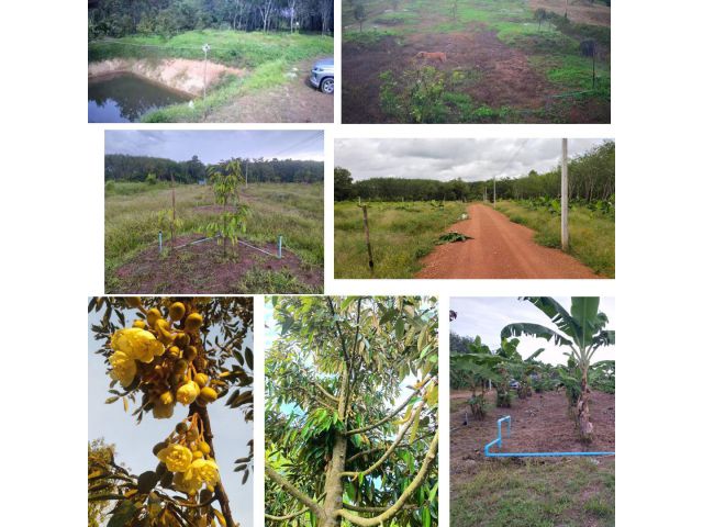 ขายสวนทุเรียน3ไร่100ตรว.วังจันทร์ระยอง