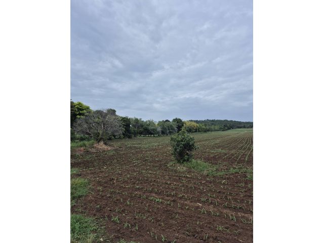 ขายที่ดิน 24ไร่ 1งาน 86ตร.ว.