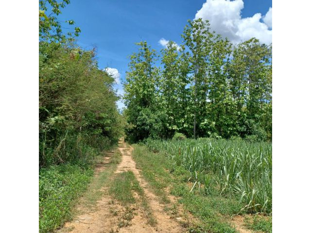 ที่ดินโฉนดครุฑแดง 3งาน99 ตารางวา วิวเขา